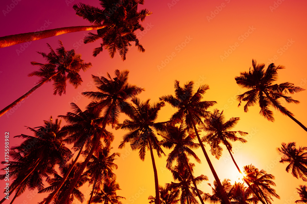 Silhouettes of tropical palm trees at sunset