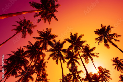 Silhouettes of tropical palm trees at sunset