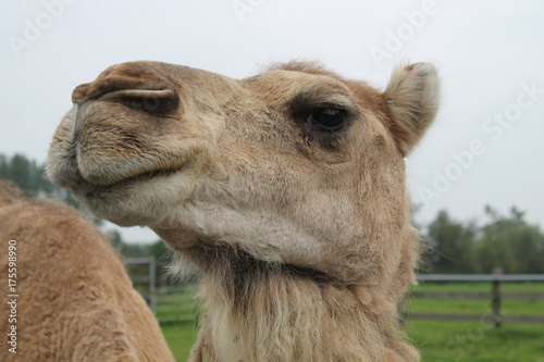 camel © Thomas