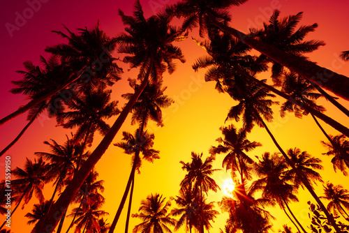 Colorful vivd island beach sunset with tropical palms trees silhouettes and shining sun