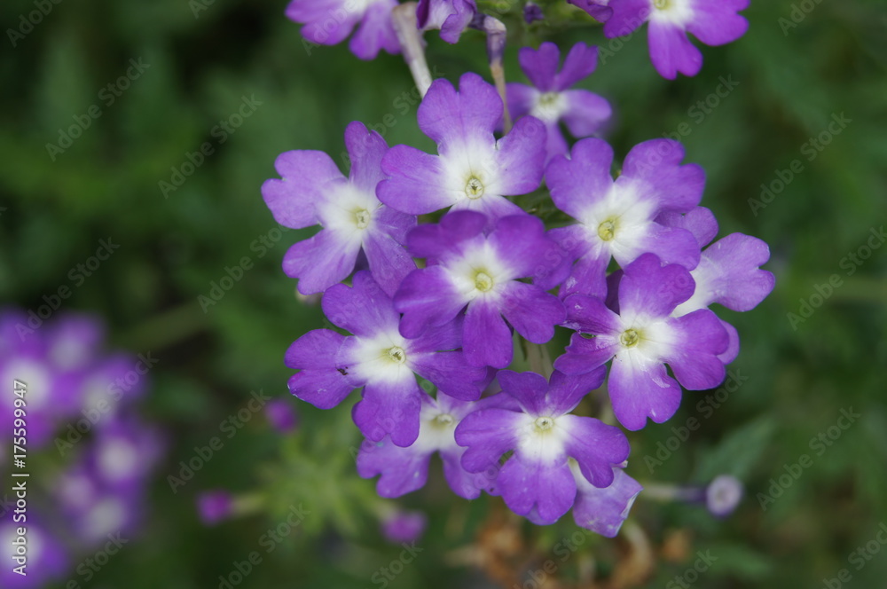 Blume mit lila kleinen Blüten