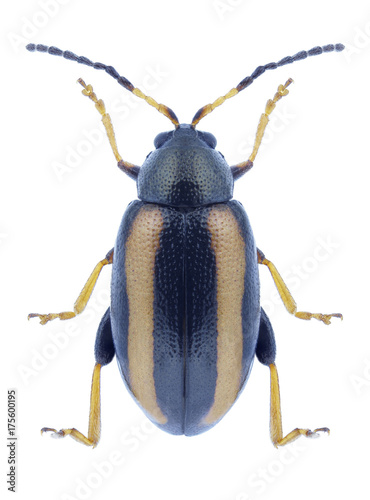 Beetle Phyllotreta nemorum on a white background