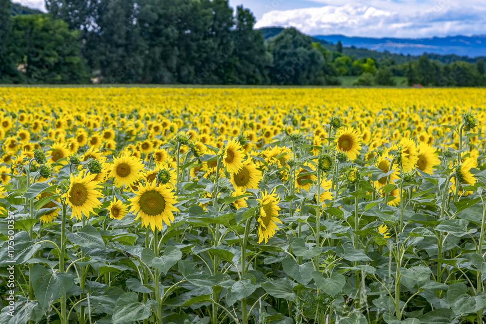 Sunflowers on the field Sunflowers on the field