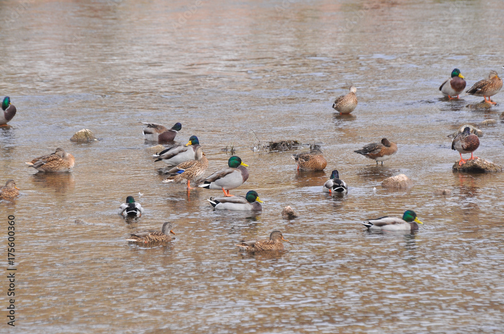 Fototapeta premium Flock of mallard duck in the river. Wild ducks rest in small river