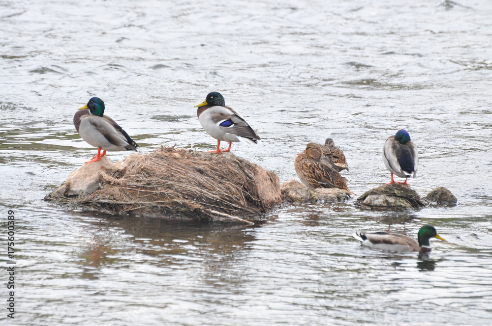 Fototapeta premium Flock of mallard duck in the river. Wild ducks rest in small river