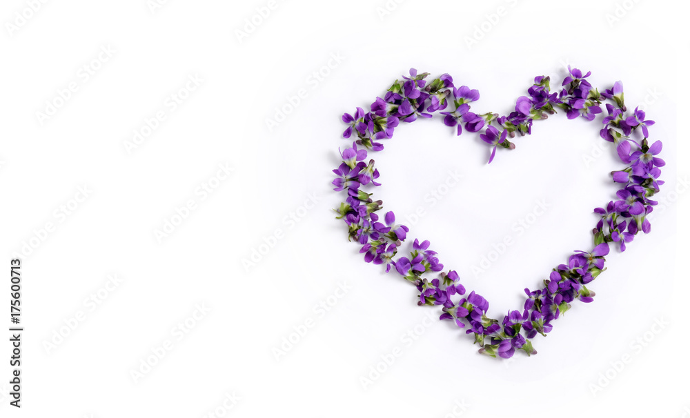 Delicate spring violets in the shape of a heart on a white background close up - obrazy, fototapety, plakaty 