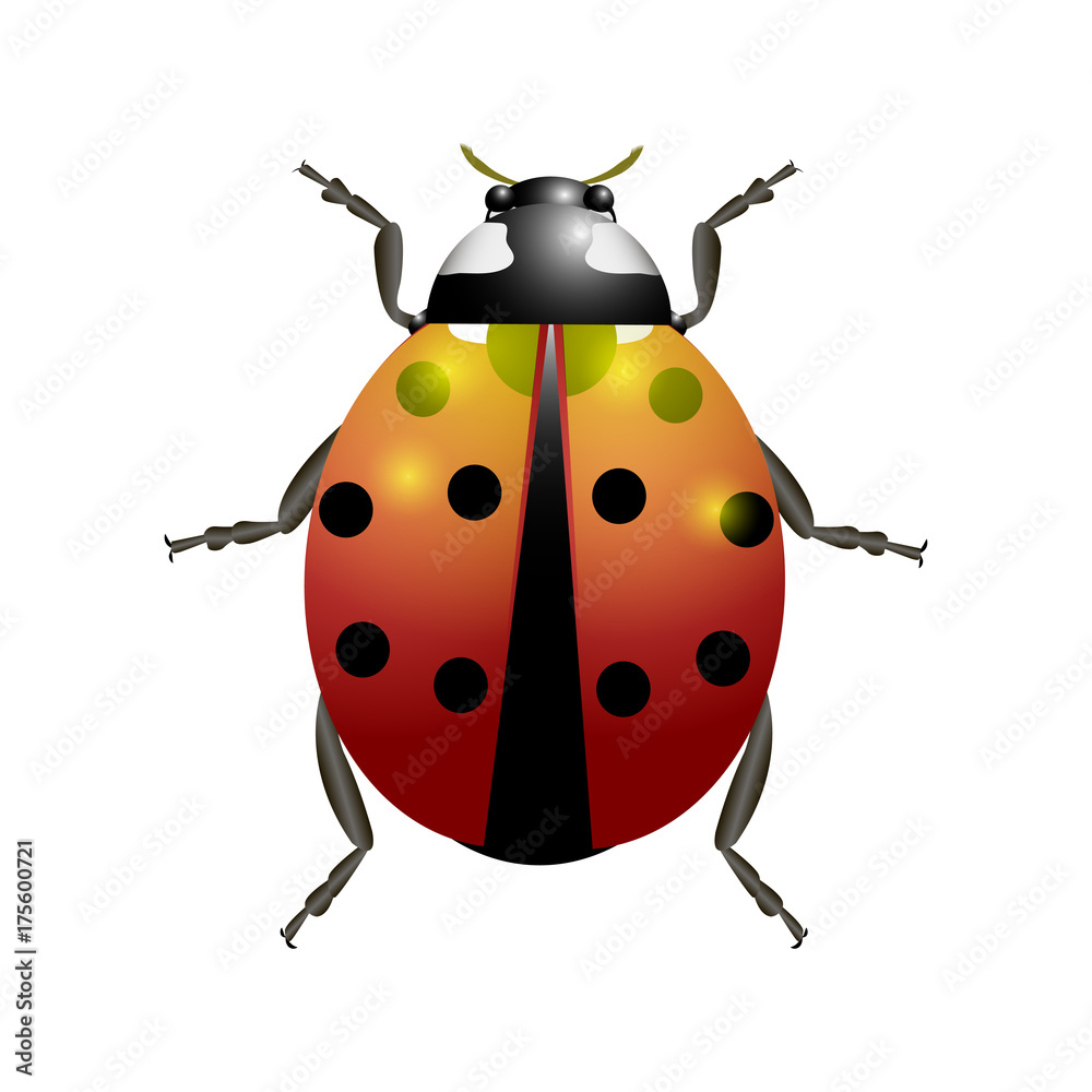 Ladybug. Ladybug.