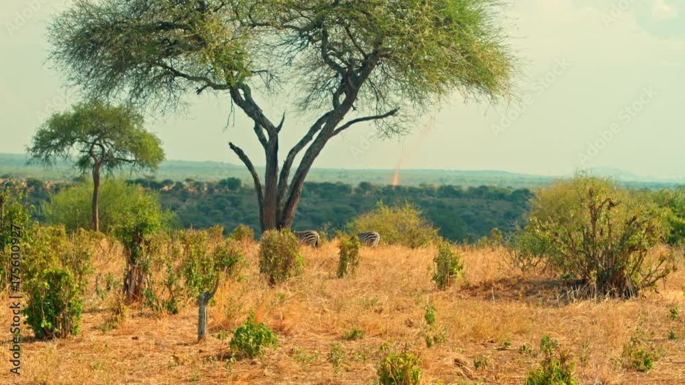 Cinematic shot of zebras grazing in colorful, picturesque, dry savanna fields of African safari of Tarangire national park in Tanzania, Africa on a bright, hot, sunny day with dust devil in background Cinematic shot of zebras grazing in colorful, picturesque, dry savanna fields of African safari of Tarangire national park in Tanzania, Africa on a bright, hot, sunny day with dust devil in background
