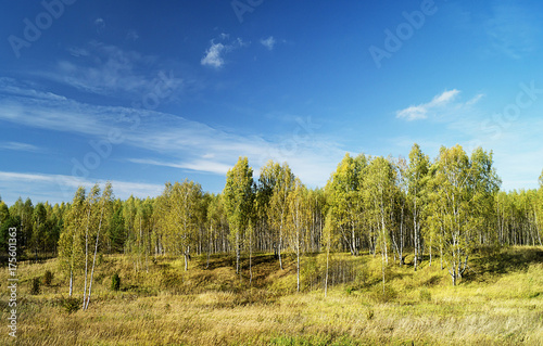 Autumn landscape in woodland © ovcerleonid