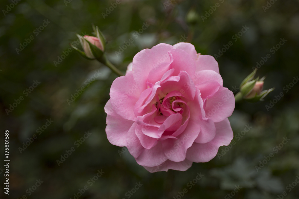Beautiful pink rose in the garden closeup Beautiful pink rose in the garden closeup