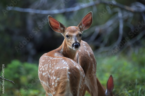 Canvastavla white-tailed deer at a alpine lake, Glacier National Park, Montana