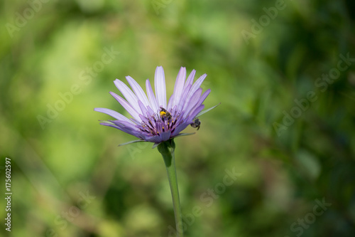 Aster amellus violet queen