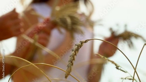 Cute littles girl in the wheat harvest field - in touch with nature. Two girls hold ears of gold wheat in hand. Close up from below. Harvesting in the field of wheat. Girls in white dresses collect photo