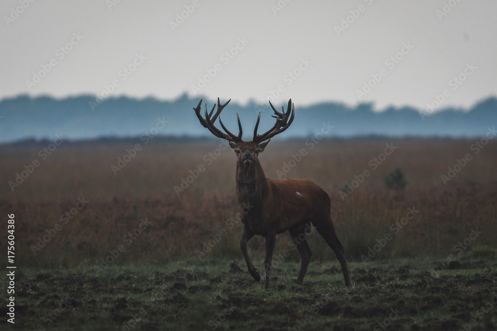 Obraz premium Cerf sauvage