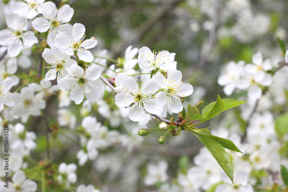 White flowers of fruit tree in good weather in spring