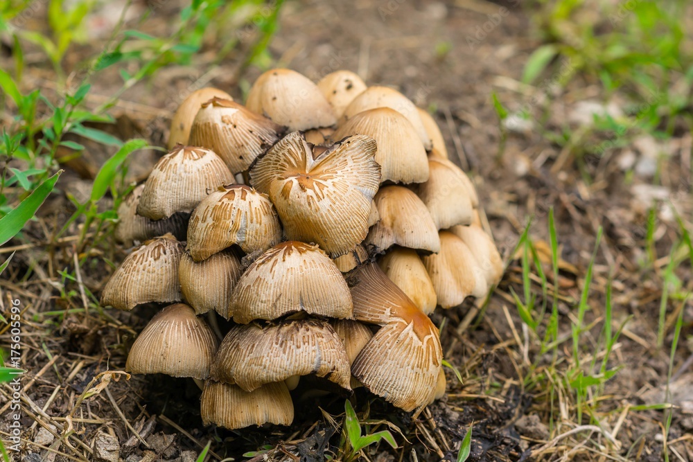 Closeup of little mushrooms in the forest Closeup of little mushrooms in the forest