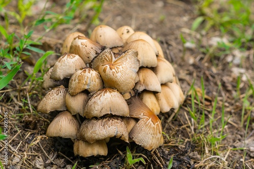 Closeup of little mushrooms in the forest