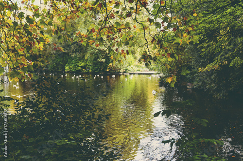 Photography pond with ducks and yellow leaves of tree branches, autumn at the park
