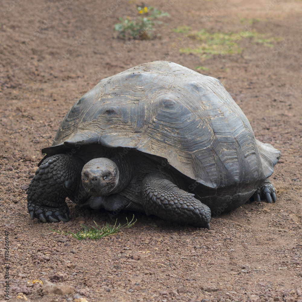 Giant Tortoise - Santa Cruz, Galapagos Islands, Ecuador Giant Tortoise - Santa Cruz, Galapagos Islands, Ecuador