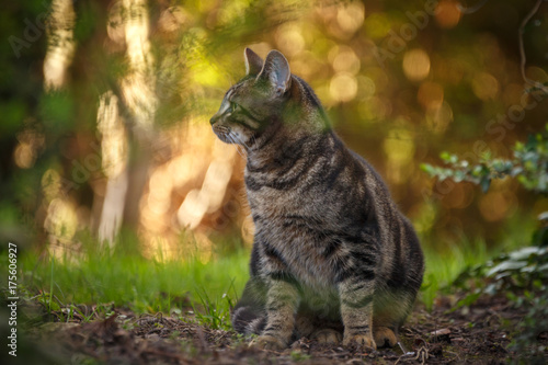 Tableau sur toile Katze im Herbstlicht