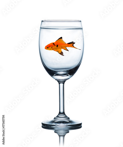 goldfish in glass of water isolated on a white background