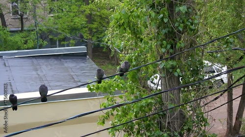 Pigeons sit on a cable in the rain against a wet roof background