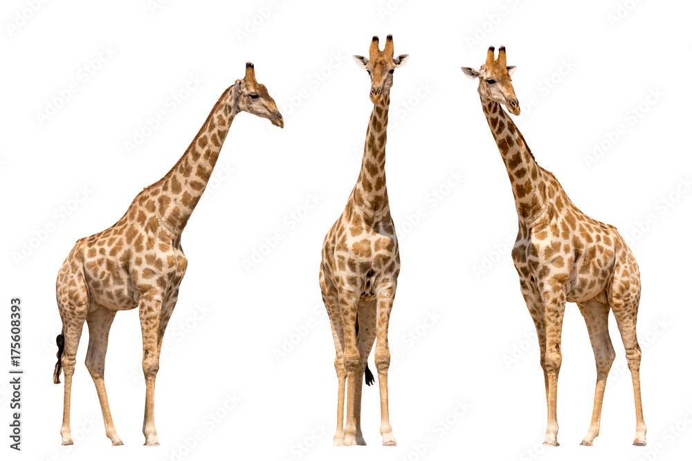 Set of three giraffes seen from front, isolated on white background - obrazy, fototapety, plakaty 