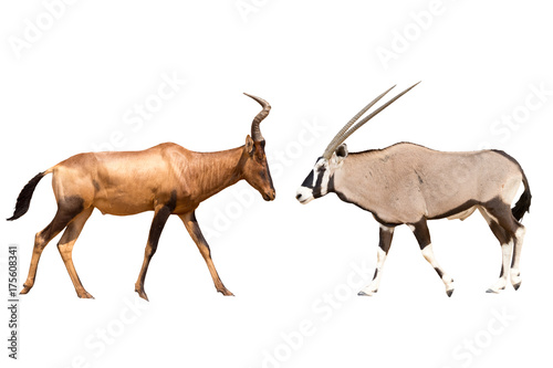 Set of oryx or gemsbuck and red hartebeest portrait, isolated on white background