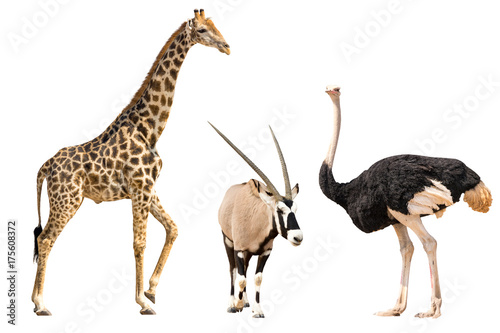Photography Set of oryx, giraffe and ostriche portrait, isolated on white background