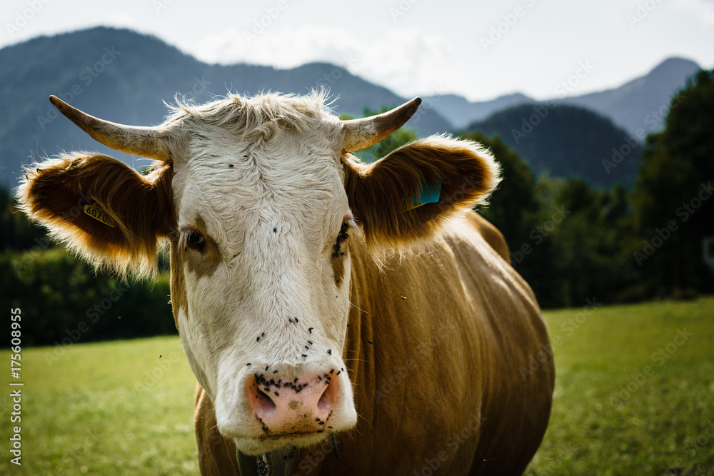 Cow