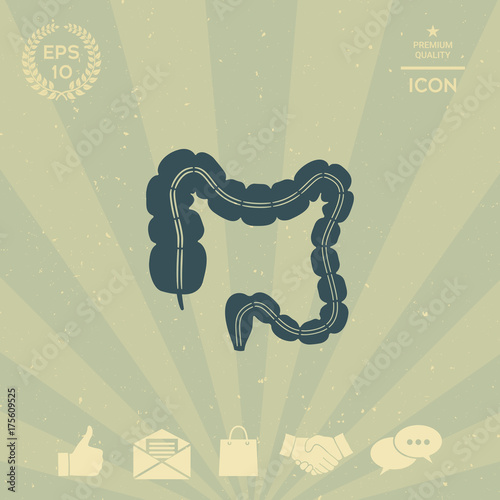 Human organ - the large intestine