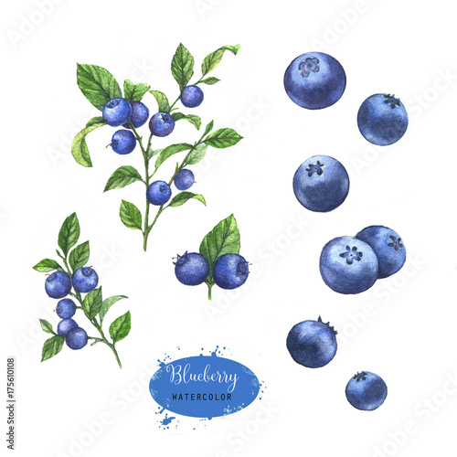 Hand-drawn watercolor illustration of the blueberry on the branch. Food drawing isolated on the white background. © anastasianio