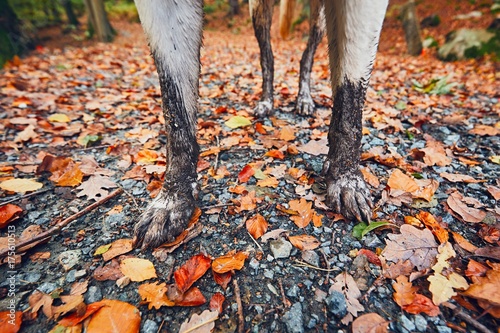 Fototapeta Naklejka Na Ścianę i Meble -  Muddy dog in autumn nature