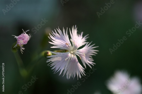 Clove Pink  Dianthus caryophyllus 