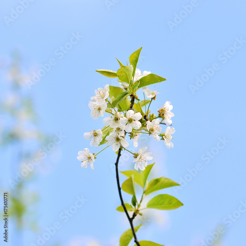 Blossoms of cherry tree