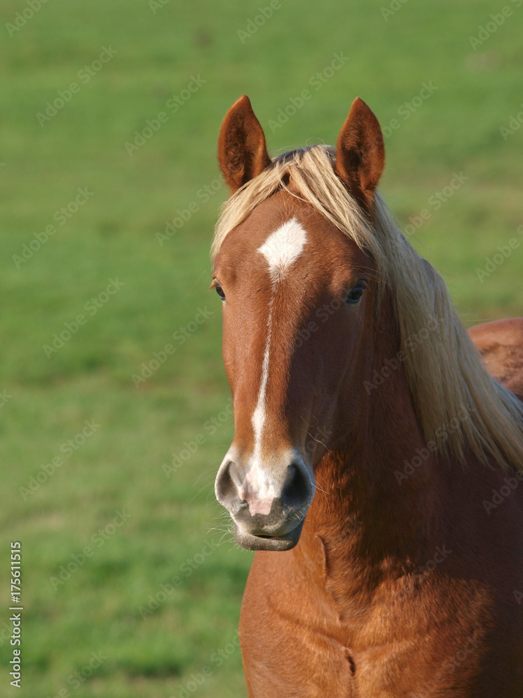 Horse Head Shot Horse Head Shot