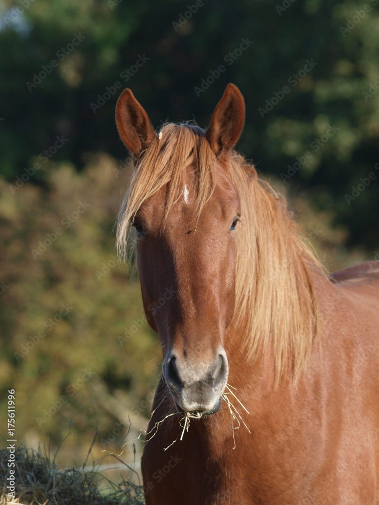 Obraz premium Horse Eating Hay