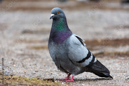 Fotobehang Dove pigeon bird