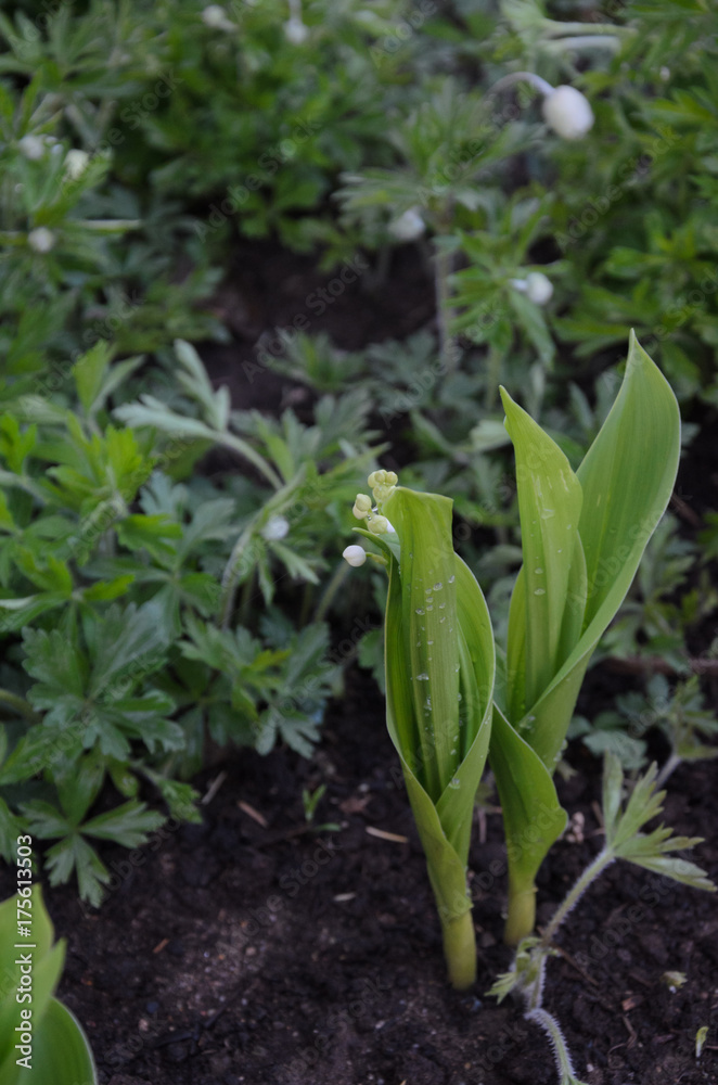 lily of the valley lily of the valley