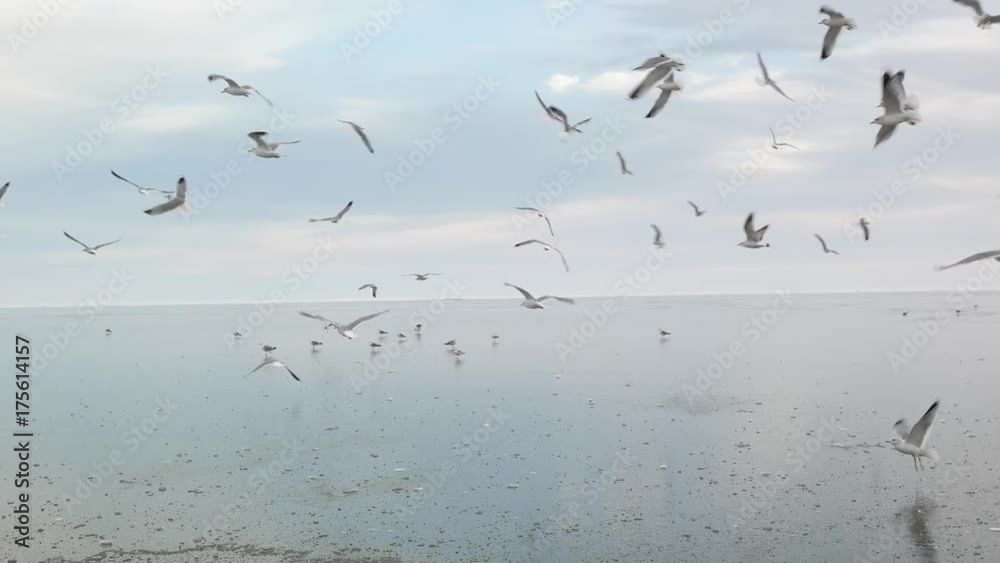 Seagulls flying over the frozen sea on a sunset and eating some food. Wide angle shooting.