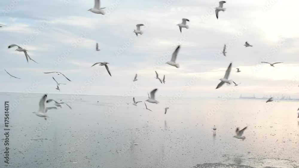 Seagulls flying over the frozen sea on a sunset and eating some food. Wide angle shooting. Seagulls flying over the frozen sea on a sunset and eating some food. Wide angle shooting.