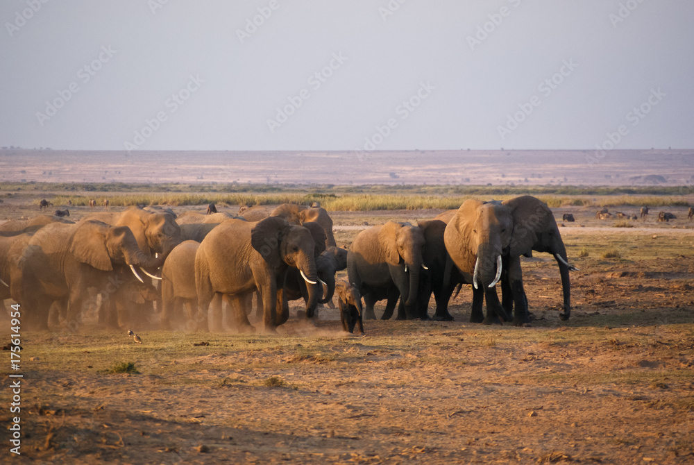 Naklejka premium Elefanten-Herde im Amboseli Nationalpark