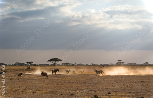 Herumrennendes Zebra in staubiger Steppe, Amboseli Natonal Park, Kenia