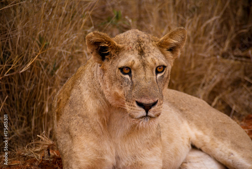 Löwe im Tsavo National Park, Kenia
