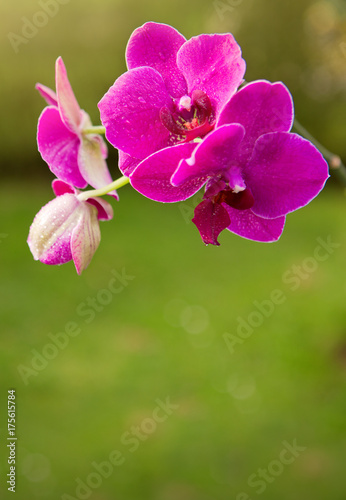 Pink Orchid Flowers in the garden.