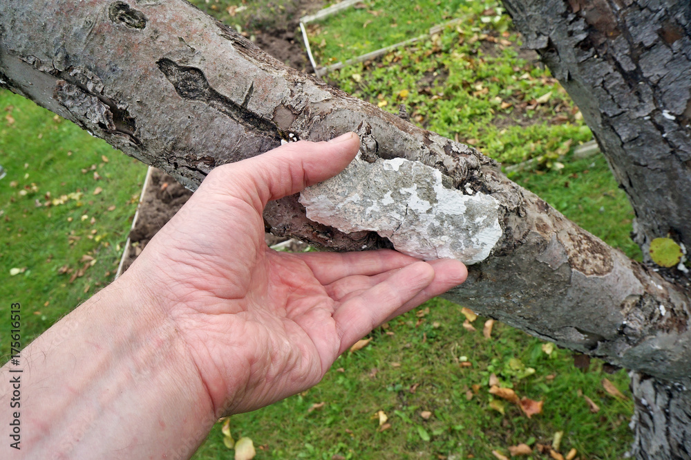 The hand of an elderly grandpa farmer removes the cement patch on the trunk of the old apple tree. The hand of an elderly grandpa farmer removes the cement patch on the trunk of the old apple tree.