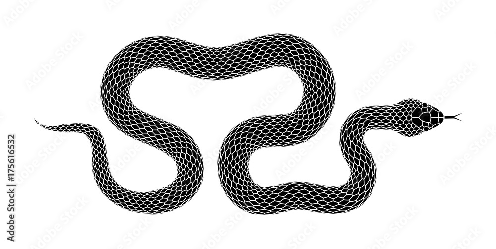 Fototapeta premium Vector snake black silhouette isolated on a white background.