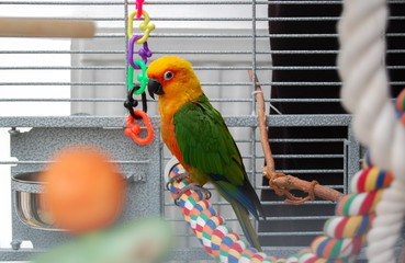 Keuken achterwand Papegaai Jenday conure in kleurrijke kooi  © Linda Bestwick