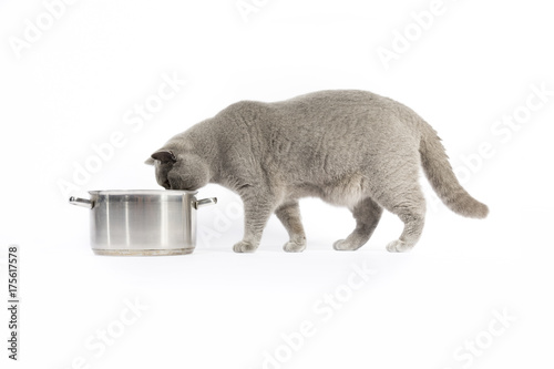 Portrait of British Shorthair cat and Pan