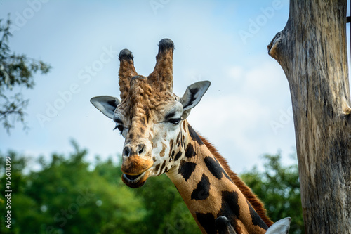 Portrait of Giraffe